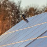 Solarzellen kaufen: 4 entscheidende Tipps für die richtige Wahl